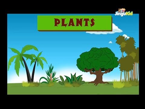 Learn about Trees & Plants | Pre School & Kindergarten Educational Videos | Jingu Kids