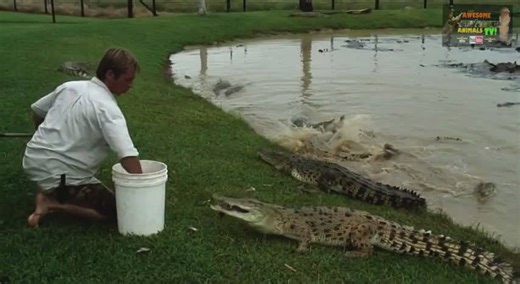 Australian crocodile expert handling massive saltwater crocodiles in the wild