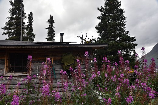 Plants - Lake Clark National Park & Preserve (U.S. National Park Service)