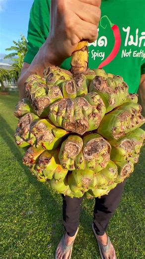 Mark Wiens on Instagram: "Trying One of the World’s Most Unique Fruits! Screwpine is often used to make juice and desserts in the Maldives. To me it tasted like a really ripe papaya or persimmon. Thank you to @zuvaandhanduveriya @mizbar #fruit #food #Maldives"