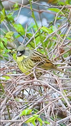 鳥のさえずり アオジの鳴き声 オス