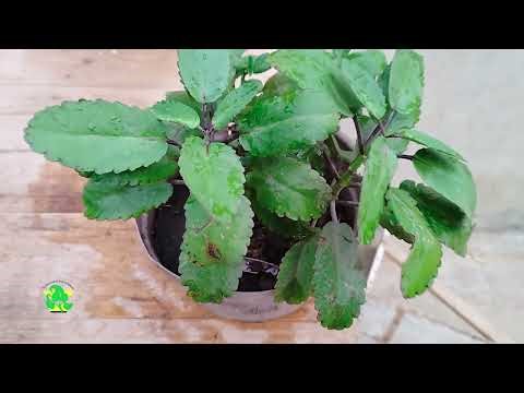 BENEFITS OF THE CATHEDRAL BELLS PLANT (TAAMEAWU) - Part 2