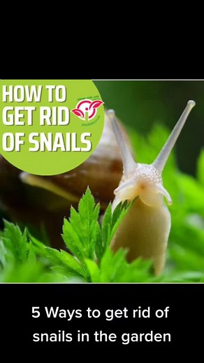 Effective Ways to Eliminate Snails from Your Garden