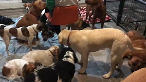 2.8K views · 57 reactions | Sunday night  at the farm   | Buddy Boarding Farm | Facebook