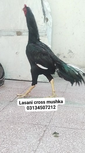 #aseelfarmingandcare #mushkaaseel #aseelmurgha #aseellovers #MASHAALLAH_SUBHANALLAH | Aseel Farming And Care