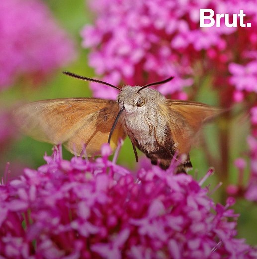 This butterfly is acting just like a hummingbird. Here's why: | Brut nature