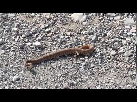 Rattlesnake in Death Valley