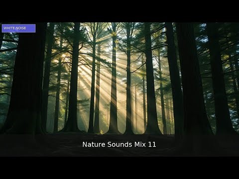 🌲 Tranquil Whispers of the Woods | 1 Hour Forest Meditation Mix