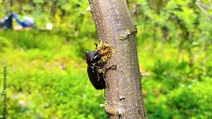 View shot of Dynastinae or Rhinoceros beetles are subfamily of scarab beetle family Scarabaeidae. Some for particular groups of rhinoceros – include Hercules, unicorn or horn beetles. Insect move.