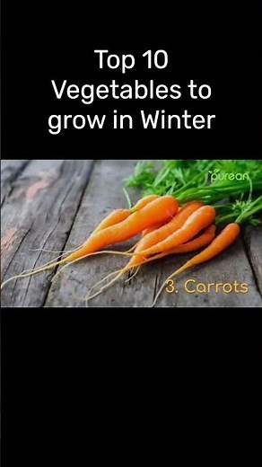 Top 10 Vegetables To Grow Over Winter || Vegetables To grow Outdoors In Winter ( Winter Special )