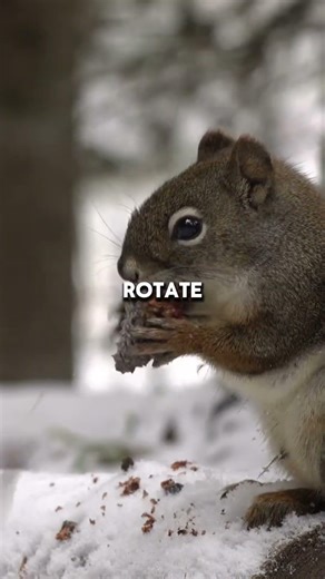 Squirrels Accidentally Plant Millions Of Trees Every Year #squirrels #nature