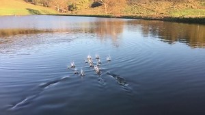 19 reactions | Are your feed-trained bass targeting your fish food? Try AquaMax Sport Fish Large Mouth premium fish food. https://www.purinamills.com/fish-and-aquatics-feed/products/detail/purina-aquamax-sport-fish-largemouth | Purina Wildlife | Facebook