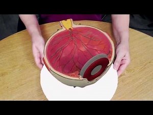 Introduction to the Eye and Aqueous Humor