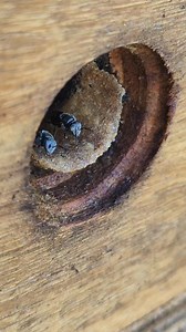 265K views · 2.1K reactions | Australian native stingless bees...