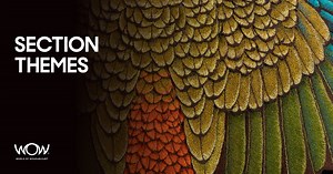 Section Themes | WOW Competition