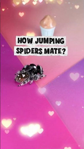 This is How Jumping Spiders Actually Mate! 🕷️❤️‍🔥