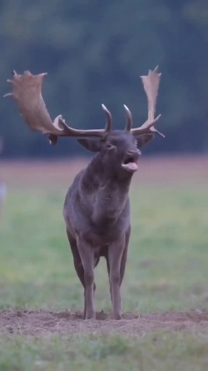 Surah Rahman in Urdu - Complete Translation with Tarjuma