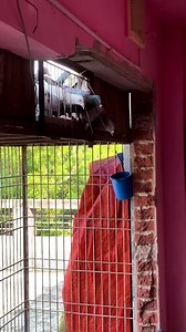 Today Pigeons entering at my loft! #followers #everyone #highlights #pigeons #pigeonracing | Fighters Of The Sky