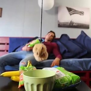 655K views · 9.9K reactions | Mission Impossible | Aaron's Animals | Facebook