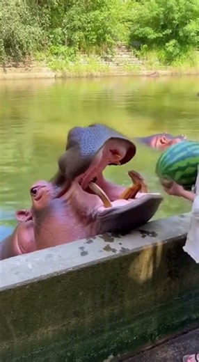 Do hippos also feel that a whole watermelon is too big to swallow?🦛 #crocodile #hippo