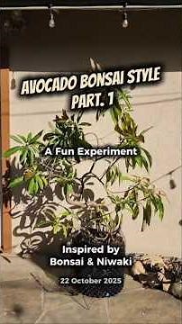 My Avocado Bonsai Style - A Fun Experiment Inspired by Bonsai & Niwaki