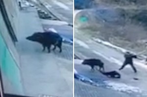 Ferocious wild boar attack kills an elderly man