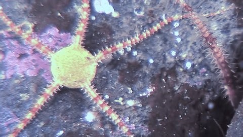 clip-4014586225-observe-snake-tail-brittle-star-ophiura-navigates-ocean