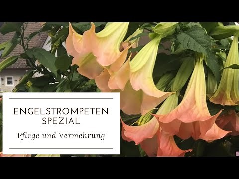 DIY-GARTENTIPP ENGELSTROMPETEN Tipps zu Pflege & Vermehrung mit Buchtipp von Margit Strak