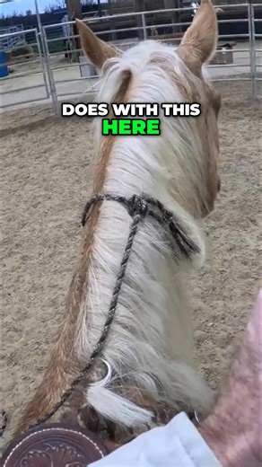 She had a lot of energy today. Let's see how she does without a bridle. Good girl. #HorseTraining #BridlelessRiding #Equestrian #Horsemanship | Ed's Walking Horses