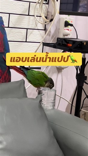 นกเล่นน้ำ