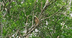 Black collared hawk calling on a tree in Amazon Rainforest.