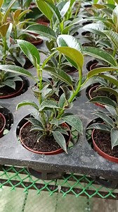 4.8K views · 96 reactions | Ficus Elastica "Dwarf Burgundy" | Juanito's Garden | Facebook