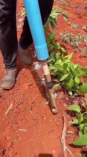 plant decomposition process#shorts