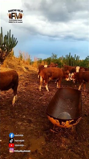 La becerrada 👌🤠