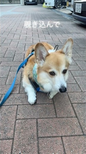 「父さんとの散歩を待ってるコーギー犬」 #コーギー犬 #散歩 #かわいい犬 #いやし #corgi #cute #待って ##いぬ
