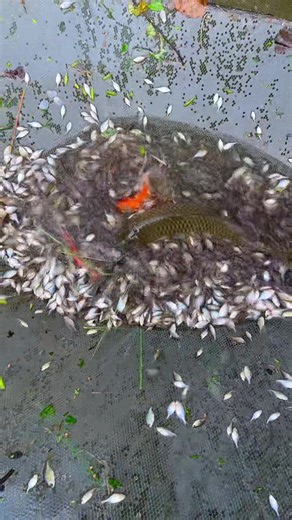 মাশাআল্লাহ 😱 #fish | Albira