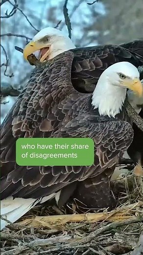 Bald Eagles Argue Over Where to Place a Stick