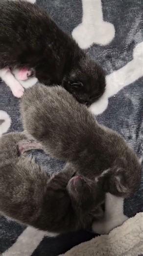 She Was Out Of Time, Labeled "Code Red," Where Her & Her Unborn Babies Were At Imm... [STORY BELOW]