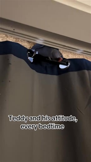 @Introducing Scott Dow — a sculptor and chainsaw artist who carves life out of raw wood with precision. His sculptures combine rugged craftsmanship with fine detail, transforming massive logs into expressive works of art that honor nature and skill in equal measure. Artist: @the._.dow 💌 We also | emmajayne8