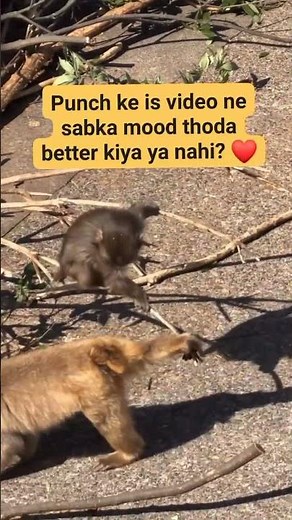 People also askIs Punch the monkey okay now?.#summer#fyp#tiktok
