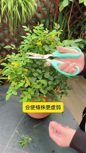 Top 3 Bud Types to Cut for Healthier Spring Roses