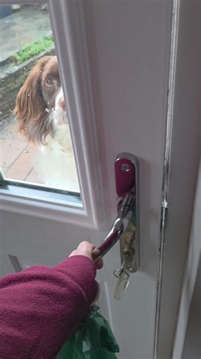 Cute Springer Spaniel Pup Moments