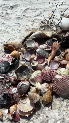 It was a great day at **Gulfside City Park Beach** 🐚🌊 This mermaid found lots of treasures along the shore! #SanibelIsland #GulfsideBeach #Beachcombing #Shelling #SanibelShelling 🧜‍♀️🐚