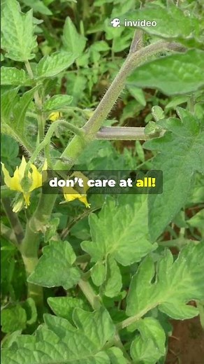 “Understanding Photoperiodism: The Role of Light and Circadian Rhythms in Plant Flowering”