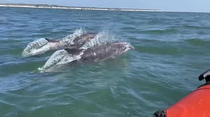 35K views · 499 reactions | *** DOLPHINS AT BRIDLINGTON *** VIDEO FILMED TODAY This superb short video clip, of dolphins swimming alongside a boat off the coast of Bridlington, was captured earlier today. The stunning footage was filmed by local tree surgeons Steve and Sarah Walker, while out on their boat, Whizzie. Have you seen the dolphins? | Driffield & Wolds Weekly | Facebook