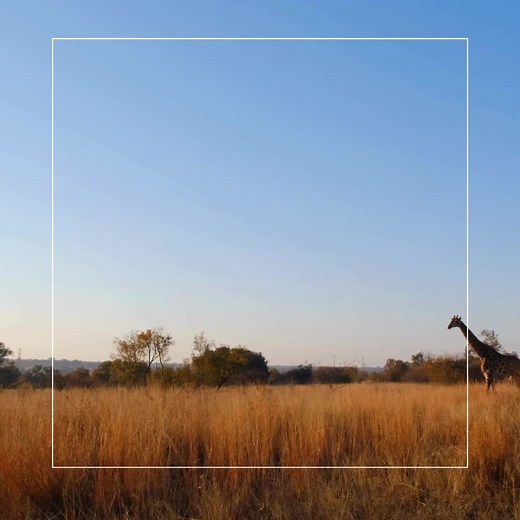 Just another day as a Safari Lodge Recruiter in Africa... #safari #recruitment #hospitalityjobsafrica #gamelodge #africantiktok #hospitalityjobs