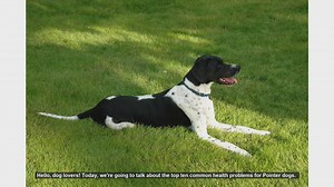 Top 10 Common Health Problems in Pointer Dogs