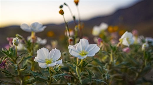 Hipcamp map pairs California superbloom hotspots with nearby campsites