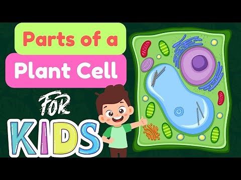 How Plant Cells Work: Easy Biology Explained for Kids #grade5 #ICSE #cbse #ncert |R-ONLINE CLASSES|
