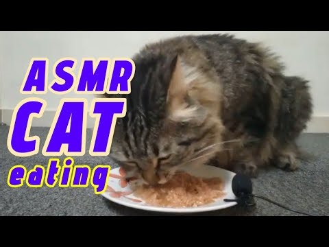 Asmr Cat Eating #185 | Cat eating sounds